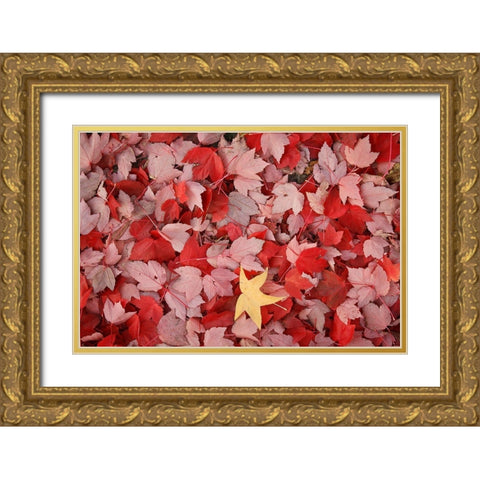 Red Carpet III Gold Ornate Wood Framed Art Print with Double Matting by Geyman, Vitaly