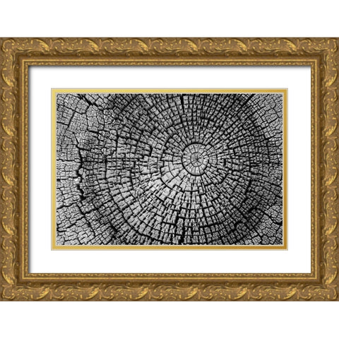 Rings of Life I Gold Ornate Wood Framed Art Print with Double Matting by Geyman, Vitaly