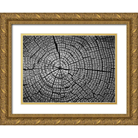 Rings of Life II Gold Ornate Wood Framed Art Print with Double Matting by Geyman, Vitaly