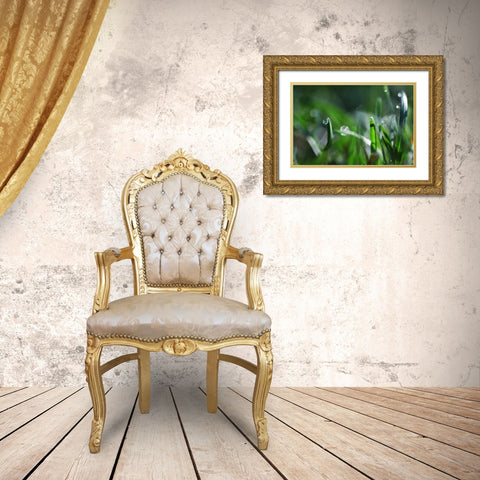 Dew Drops I Gold Ornate Wood Framed Art Print with Double Matting by White, Leesa
