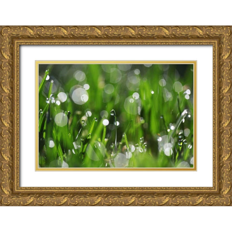 Dew Drops II Gold Ornate Wood Framed Art Print with Double Matting by White, Leesa