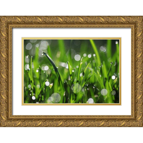 Dew Drops III Gold Ornate Wood Framed Art Print with Double Matting by White, Leesa