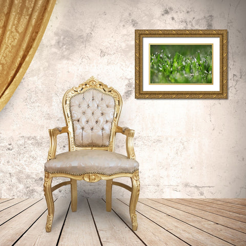 Dew Drops IV Gold Ornate Wood Framed Art Print with Double Matting by White, Leesa