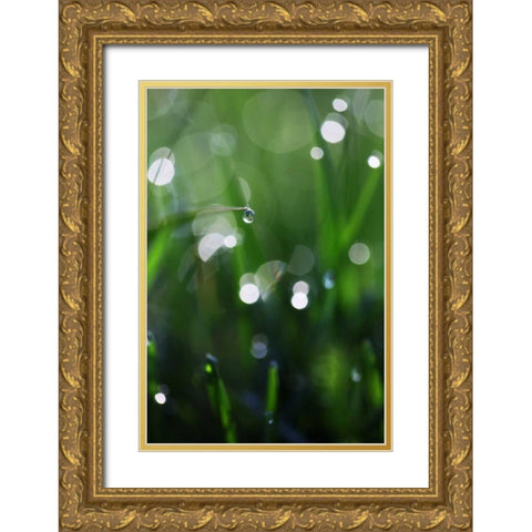 Dew Drops V Gold Ornate Wood Framed Art Print with Double Matting by White, Leesa