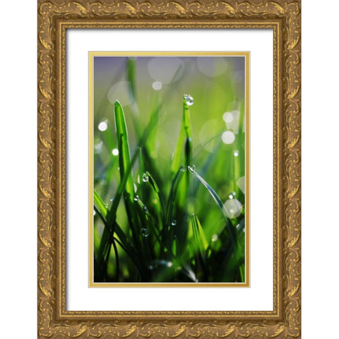 Dew Drops VI Gold Ornate Wood Framed Art Print with Double Matting by White, Leesa