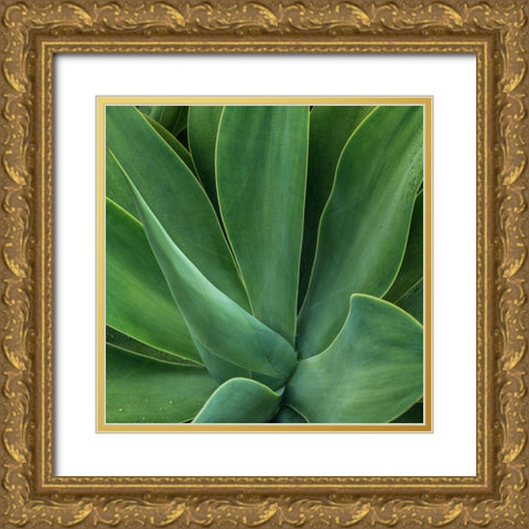 Tropical Macro I Gold Ornate Wood Framed Art Print with Double Matting by Head, Danny