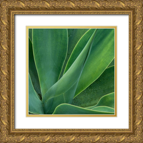 Tropical Macro II Gold Ornate Wood Framed Art Print with Double Matting by Head, Danny