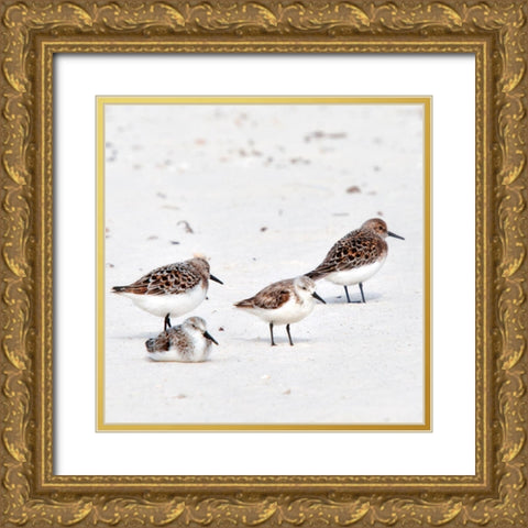 Resting Sandpipers Gold Ornate Wood Framed Art Print with Double Matting by Head, Danny