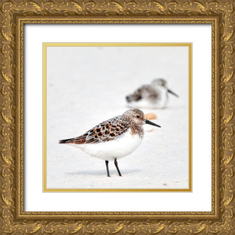 Sandpipers Gold Ornate Wood Framed Art Print with Double Matting by Head, Danny