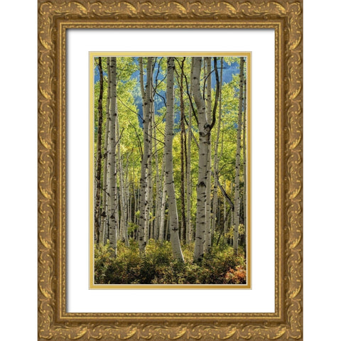 Aspen Trunks II Gold Ornate Wood Framed Art Print with Double Matting by Head, Danny