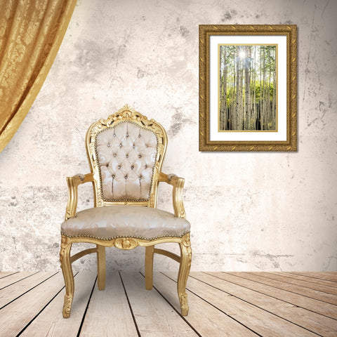 Aspen Trunks I Gold Ornate Wood Framed Art Print with Double Matting by Head, Danny