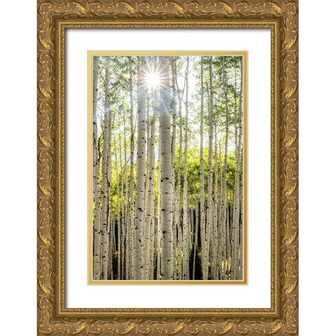Aspen Trunks I Gold Ornate Wood Framed Art Print with Double Matting by Head, Danny