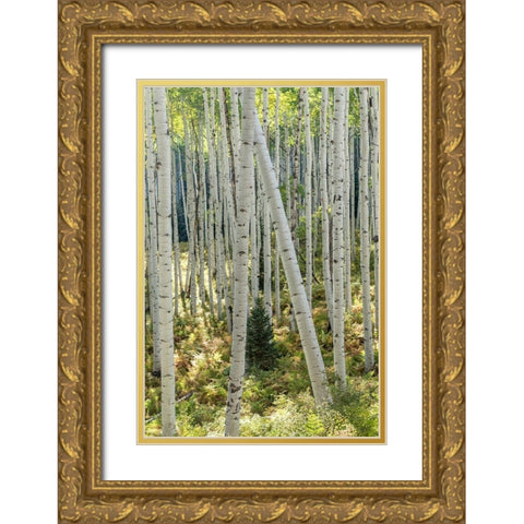 Aspen Trunks IV Gold Ornate Wood Framed Art Print with Double Matting by Head, Danny