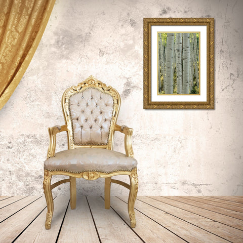Aspen Trunks V Gold Ornate Wood Framed Art Print with Double Matting by Head, Danny