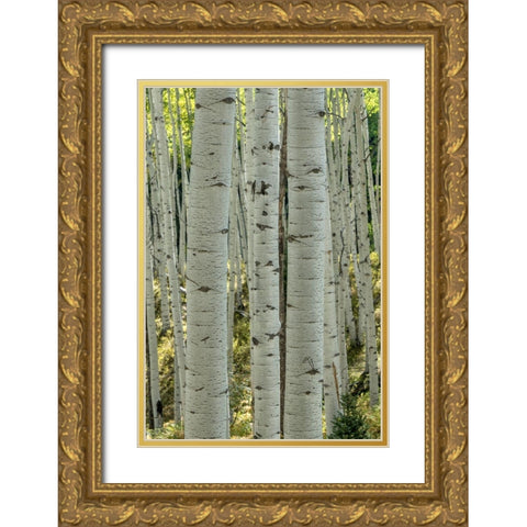 Aspen Trunks V Gold Ornate Wood Framed Art Print with Double Matting by Head, Danny