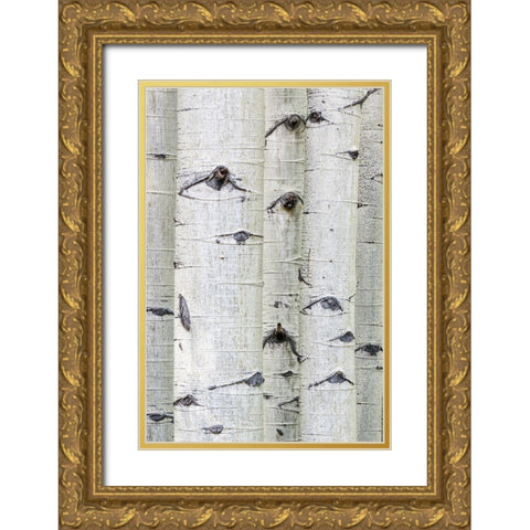 Aspen Eyes Gold Ornate Wood Framed Art Print with Double Matting by Head, Danny