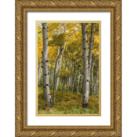 Autumn Aspens I Gold Ornate Wood Framed Art Print with Double Matting by Head, Danny