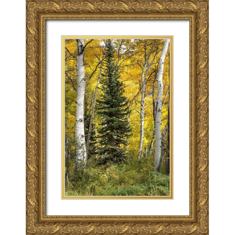 Stuck in the Middle Gold Ornate Wood Framed Art Print with Double Matting by Head, Danny