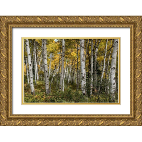 Autumn Grove II Gold Ornate Wood Framed Art Print with Double Matting by Head, Danny