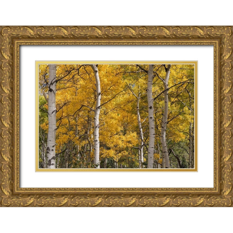 Autumn GroveI Gold Ornate Wood Framed Art Print with Double Matting by Head, Danny