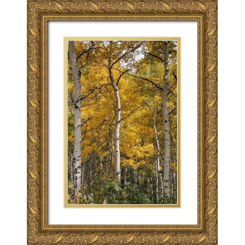 Autumn Aspens II Gold Ornate Wood Framed Art Print with Double Matting by Head, Danny