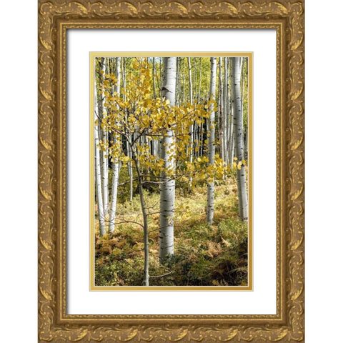 Autumn Aspens III Gold Ornate Wood Framed Art Print with Double Matting by Head, Danny