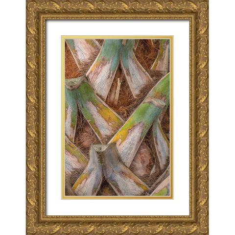Palm Trunk Detail I Gold Ornate Wood Framed Art Print with Double Matting by Head, Danny