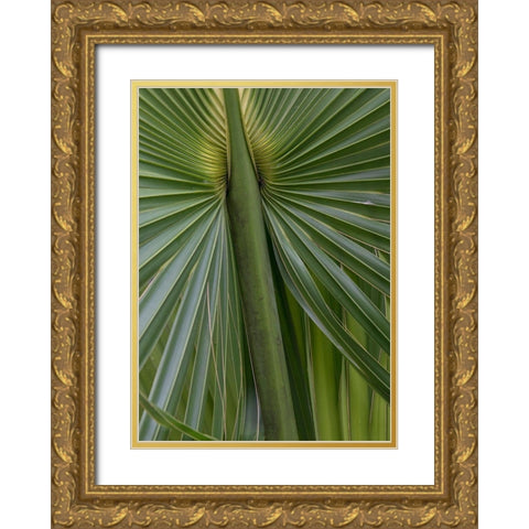 Palm Detail II Gold Ornate Wood Framed Art Print with Double Matting by Head, Danny