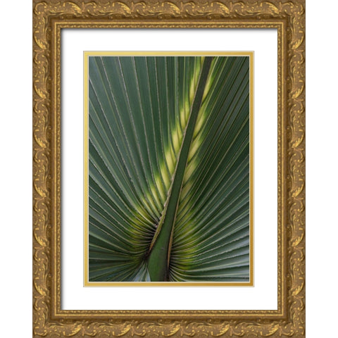 Palm Detail IV Gold Ornate Wood Framed Art Print with Double Matting by Head, Danny