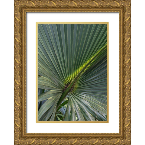 Palm Detail V Gold Ornate Wood Framed Art Print with Double Matting by Head, Danny