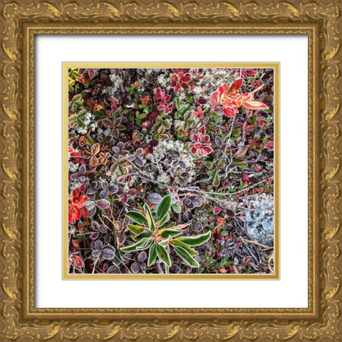 Ground Cover I Gold Ornate Wood Framed Art Print with Double Matting by Head, Danny