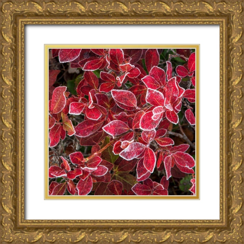 Ground Cover III Gold Ornate Wood Framed Art Print with Double Matting by Head, Danny