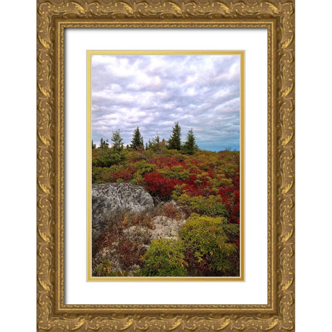 Bear Rocks Gold Ornate Wood Framed Art Print with Double Matting by Head, Danny