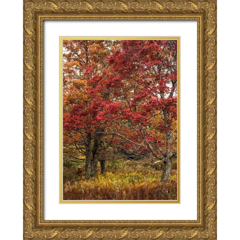 Gold and Red Gold Ornate Wood Framed Art Print with Double Matting by Head, Danny
