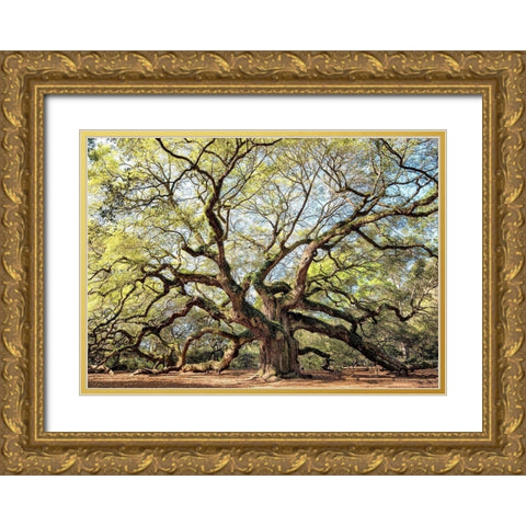 Angel Oak Gold Ornate Wood Framed Art Print with Double Matting by Head, Danny