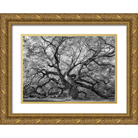 Angel Oak BAndW Gold Ornate Wood Framed Art Print with Double Matting by Head, Danny