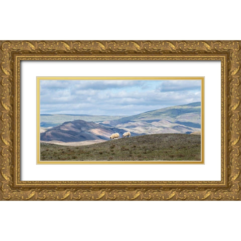 Highland Grazing I Gold Ornate Wood Framed Art Print with Double Matting by Head, Danny