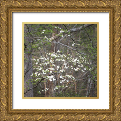 Dogwoods II Gold Ornate Wood Framed Art Print with Double Matting by Head, Danny