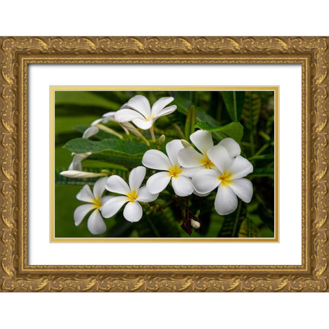 Plumeria I Gold Ornate Wood Framed Art Print with Double Matting by Head, Danny
