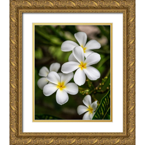 Plumeria II Gold Ornate Wood Framed Art Print with Double Matting by Head, Danny