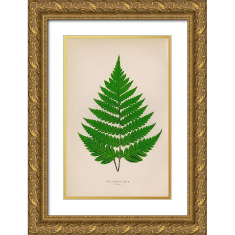 Acrostichum Alienum Gold Ornate Wood Framed Art Print with Double Matting by Art Licensing Studio