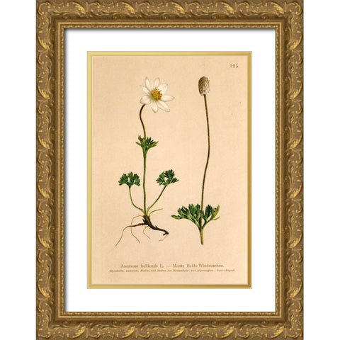 Anemone Baldensis Gold Ornate Wood Framed Art Print with Double Matting by Art Licensing Studio