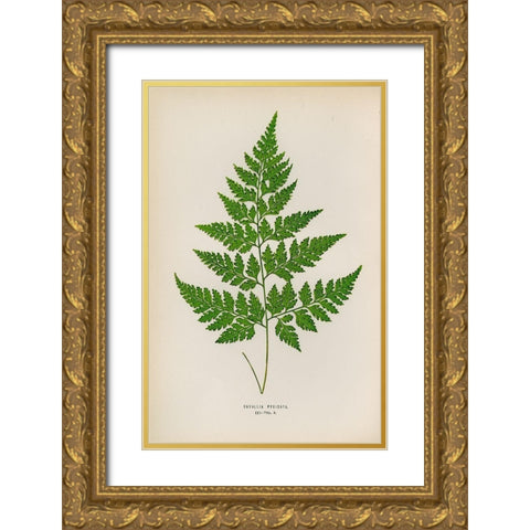 Davallia Pyxidata Gold Ornate Wood Framed Art Print with Double Matting by Art Licensing Studio