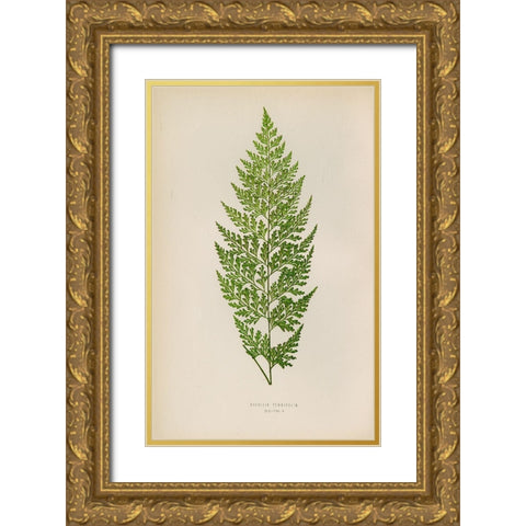 Davallia Tenuifolia Gold Ornate Wood Framed Art Print with Double Matting by Art Licensing Studio