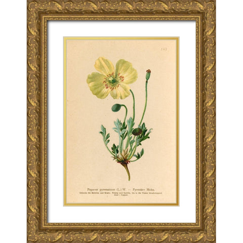 Papaver Pyrenaicum Gold Ornate Wood Framed Art Print with Double Matting by Art Licensing Studio