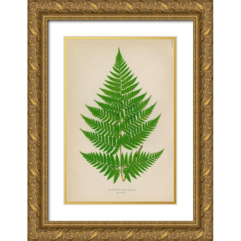 Polybotrya Osmundacea Gold Ornate Wood Framed Art Print with Double Matting by Art Licensing Studio
