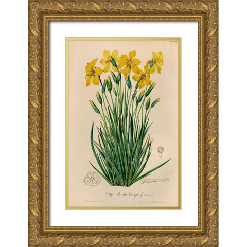 Sisyrinchium Longistylum Gold Ornate Wood Framed Art Print with Double Matting by Art Licensing Studio