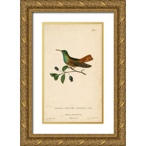 Oiseau-Mouche Amazili Gold Ornate Wood Framed Art Print with Double Matting by Art Licensing Studio