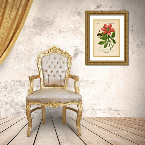 Paeonia Corallina Gold Ornate Wood Framed Art Print with Double Matting by Art Licensing Studio