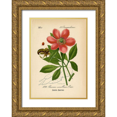 Paeonia Corallina Gold Ornate Wood Framed Art Print with Double Matting by Art Licensing Studio